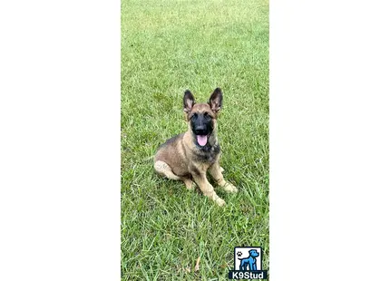 a german shepherd dog lying in the grass